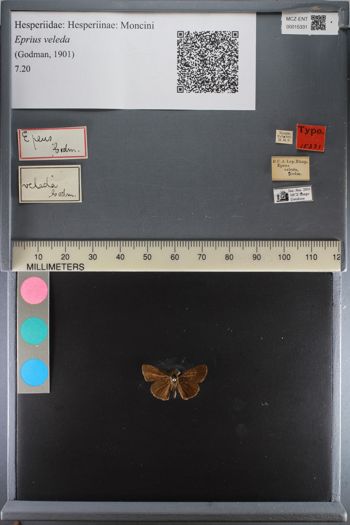 Media type: image;   Entomology 15331